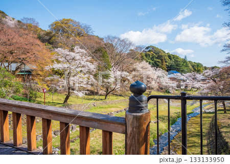 養老公園の桜 渡月橋《岐阜県 養老郡 養老町》 養老公園の桜 渡月橋《岐阜県 養老郡 養老町》 133133950
