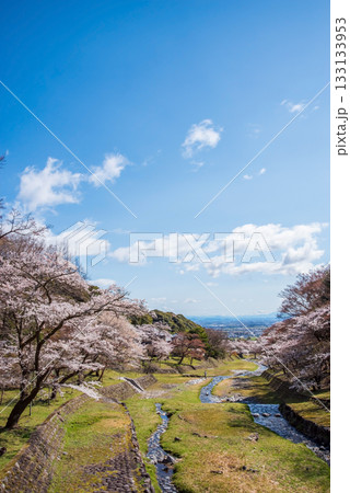 養老公園の桜《岐阜県 養老郡 養老町》 133133953