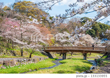 養老公園の桜 渡月橋《岐阜県 養老郡 養老町》 133133955