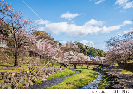 養老公園の桜 渡月橋《岐阜県 養老郡 養老町》 133133957
