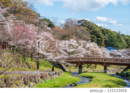 養老公園の桜 渡月橋《岐阜県 養老郡 養老町》 養老公園の桜 渡月橋《岐阜県 養老郡 養老町》 133133958