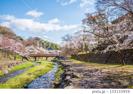 養老公園の桜 渡月橋《岐阜県 養老郡 養老町》 133133959
