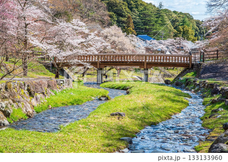 養老公園の桜 渡月橋《岐阜県 養老郡 養老町》 133133960