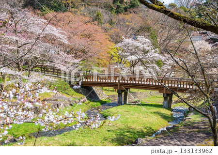 養老公園の桜 渡月橋《岐阜県 養老郡 養老町》 133133962