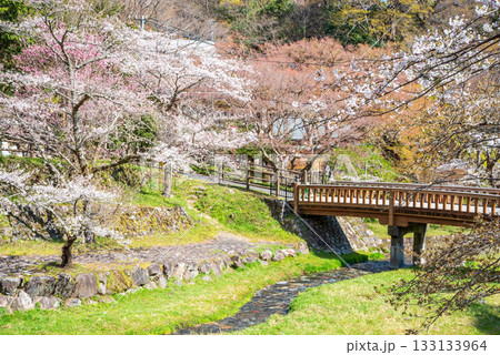 養老公園の桜 渡月橋《岐阜県 養老郡 養老町》 133133964