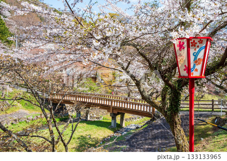 養老公園の桜 渡月橋《岐阜県 養老郡 養老町》 養老公園の桜 渡月橋《岐阜県 養老郡 養老町》 133133965