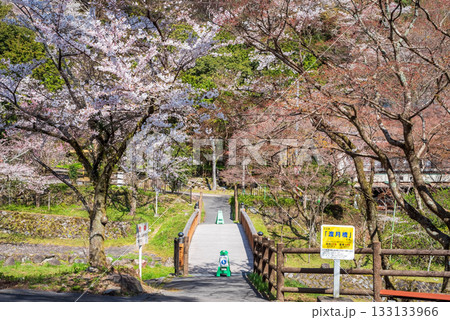 養老公園の桜 渡月橋《岐阜県 養老郡 養老町》 133133966