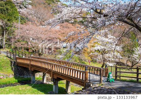 養老公園の桜 渡月橋《岐阜県 養老郡 養老町》 養老公園の桜 渡月橋《岐阜県 養老郡 養老町》 133133967