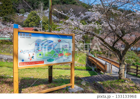 養老公園の桜 渡月橋《岐阜県 養老郡 養老町》 養老公園の桜 渡月橋《岐阜県 養老郡 養老町》 133133968
