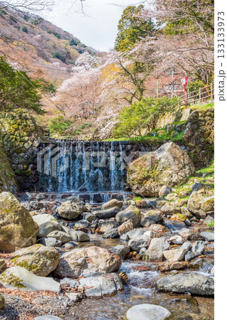 養老公園の桜《岐阜県 養老郡 養老町》 133133973