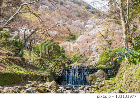 養老公園の桜《岐阜県 養老郡 養老町》 133133977