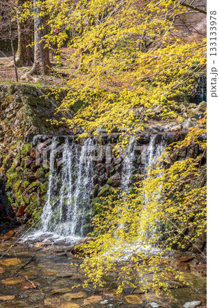 モミジの若葉《岐阜県 養老公園》 133133978