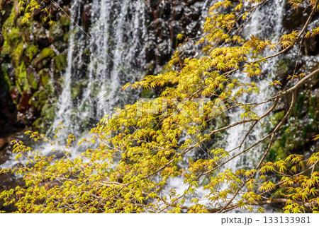 モミジの若葉《岐阜県 養老公園》 モミジの若葉《岐阜県 養老公園》 133133981