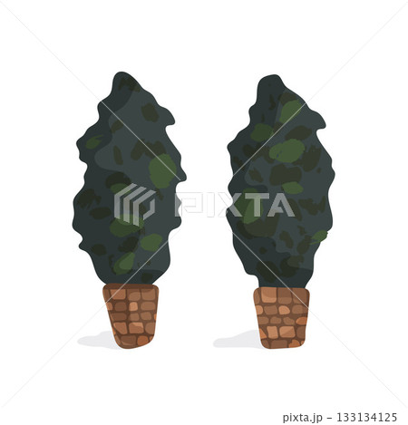 Two potted plants thuja with green leaves and brown pots. The plants are tall and leafy. 133134125