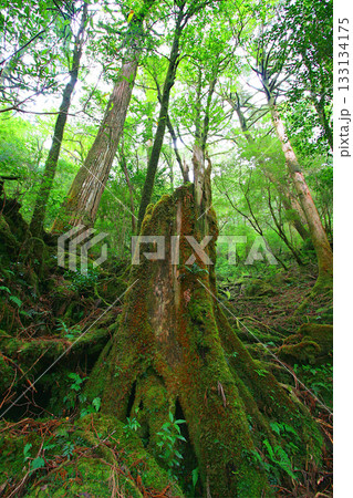 屋久島の森の風景:原生林の木々と朽ちて苔むす根本2 屋久島の森の風景:原生林の木々と朽ちて苔むす根本2 133134175