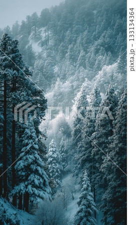 Serene Winter Forest Landscape with Snow-Covered Pines 133134364
