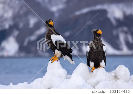 流氷の上に立つ2羽のオオワシ 133134430