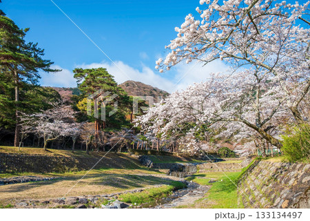 養老公園の桜《岐阜県 養老郡 養老町》 養老公園の桜《岐阜県 養老郡 養老町》 133134497