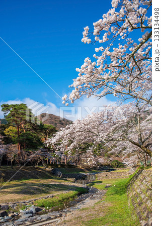 養老公園の桜《岐阜県 養老郡 養老町》 養老公園の桜《岐阜県 養老郡 養老町》 133134498