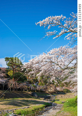 養老公園の桜《岐阜県 養老郡 養老町》 133134499