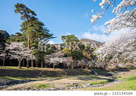 養老公園の桜《岐阜県 養老郡 養老町》 133134504