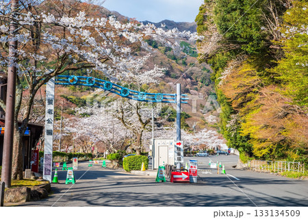 養老公園の桜 駐車場入口《岐阜県 養老郡 養老町》 133134509