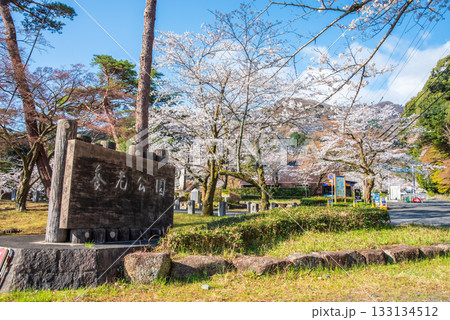 養老公園の桜《岐阜県 養老郡 養老町》 養老公園の桜《岐阜県 養老郡 養老町》 133134512