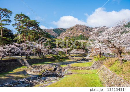 養老公園の桜 松風橋からの風景《岐阜県 養老郡 養老町》 養老公園の桜 松風橋からの風景《岐阜県 養老郡 養老町》 133134514