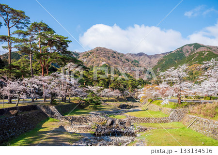 養老公園の桜 松風橋からの風景《岐阜県 養老郡 養老町》 133134516