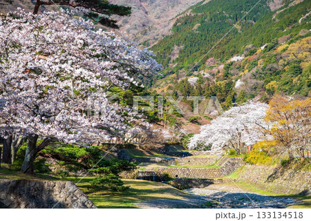 養老公園の桜《岐阜県 養老郡 養老町》 養老公園の桜《岐阜県 養老郡 養老町》 133134518