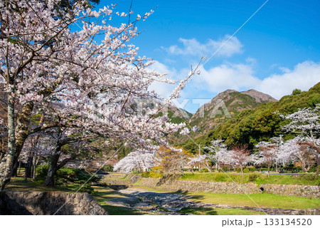 養老公園の桜《岐阜県 養老郡 養老町》 133134520