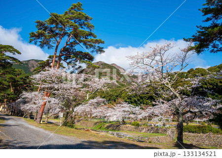 養老公園の桜《岐阜県 養老郡 養老町》 養老公園の桜《岐阜県 養老郡 養老町》 133134521