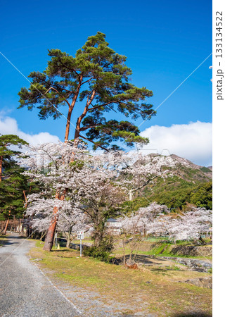 養老公園の桜《岐阜県 養老郡 養老町》 養老公園の桜《岐阜県 養老郡 養老町》 133134522