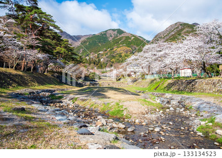 養老公園の桜《岐阜県 養老郡 養老町》 133134523