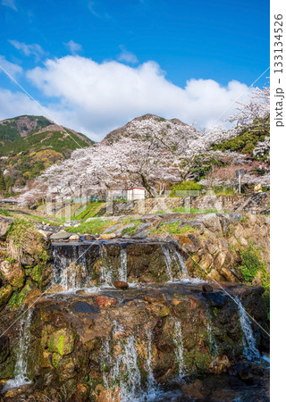 養老公園の桜《岐阜県 養老郡 養老町》 133134526