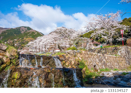 養老公園の桜《岐阜県 養老郡 養老町》 養老公園の桜《岐阜県 養老郡 養老町》 133134527
