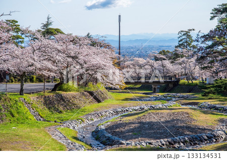 養老公園の桜《岐阜県 養老郡 養老町》 133134531