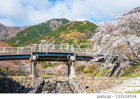 養老公園の桜 不動橋《岐阜県 養老郡 養老町》 133134534