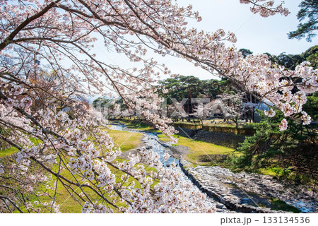 養老公園の桜 不動橋《岐阜県 養老郡 養老町》 133134536