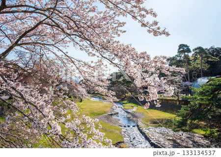 養老公園の桜《岐阜県 養老郡 養老町》 133134537