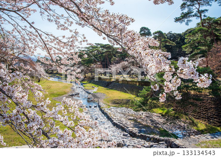 養老公園の桜《岐阜県 養老郡 養老町》 133134543