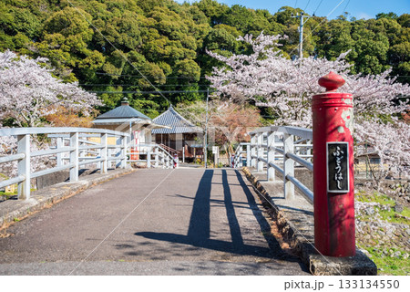 養老公園の桜 不動橋《岐阜県 養老郡 養老町》 133134550
