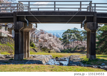 養老公園の桜 不動橋《岐阜県 養老郡 養老町》 133134553