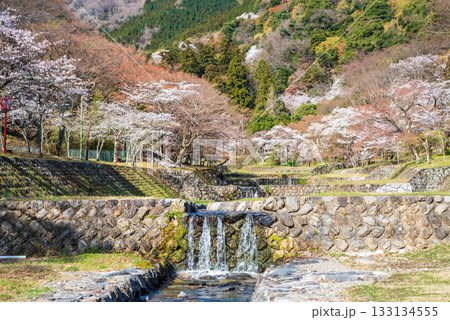 養老公園の桜《岐阜県 養老郡 養老町》 養老公園の桜《岐阜県 養老郡 養老町》 133134555