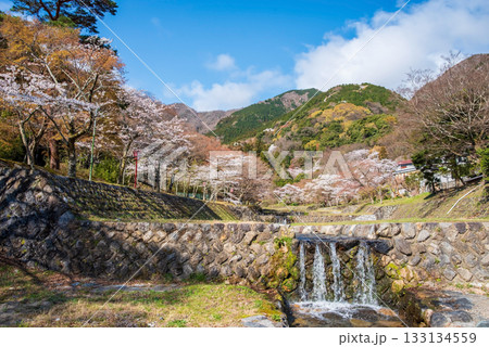 養老公園の桜《岐阜県 養老郡 養老町》 養老公園の桜《岐阜県 養老郡 養老町》 133134559