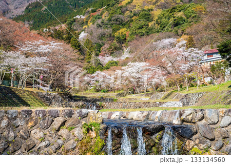 養老公園の桜《岐阜県 養老郡 養老町》 133134560