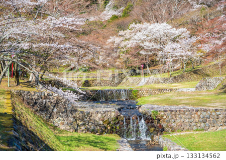 養老公園の桜《岐阜県 養老郡 養老町》 養老公園の桜《岐阜県 養老郡 養老町》 133134562