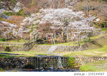 養老公園の桜《岐阜県 養老郡 養老町》 133134567