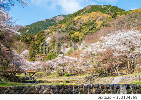 養老公園の桜《岐阜県 養老郡 養老町》 養老公園の桜《岐阜県 養老郡 養老町》 133134569