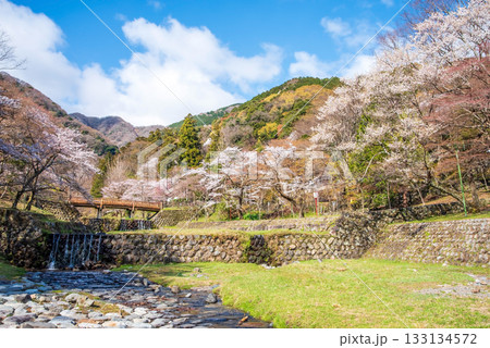 養老公園の桜 渡月橋《岐阜県 養老郡 養老町》 133134572